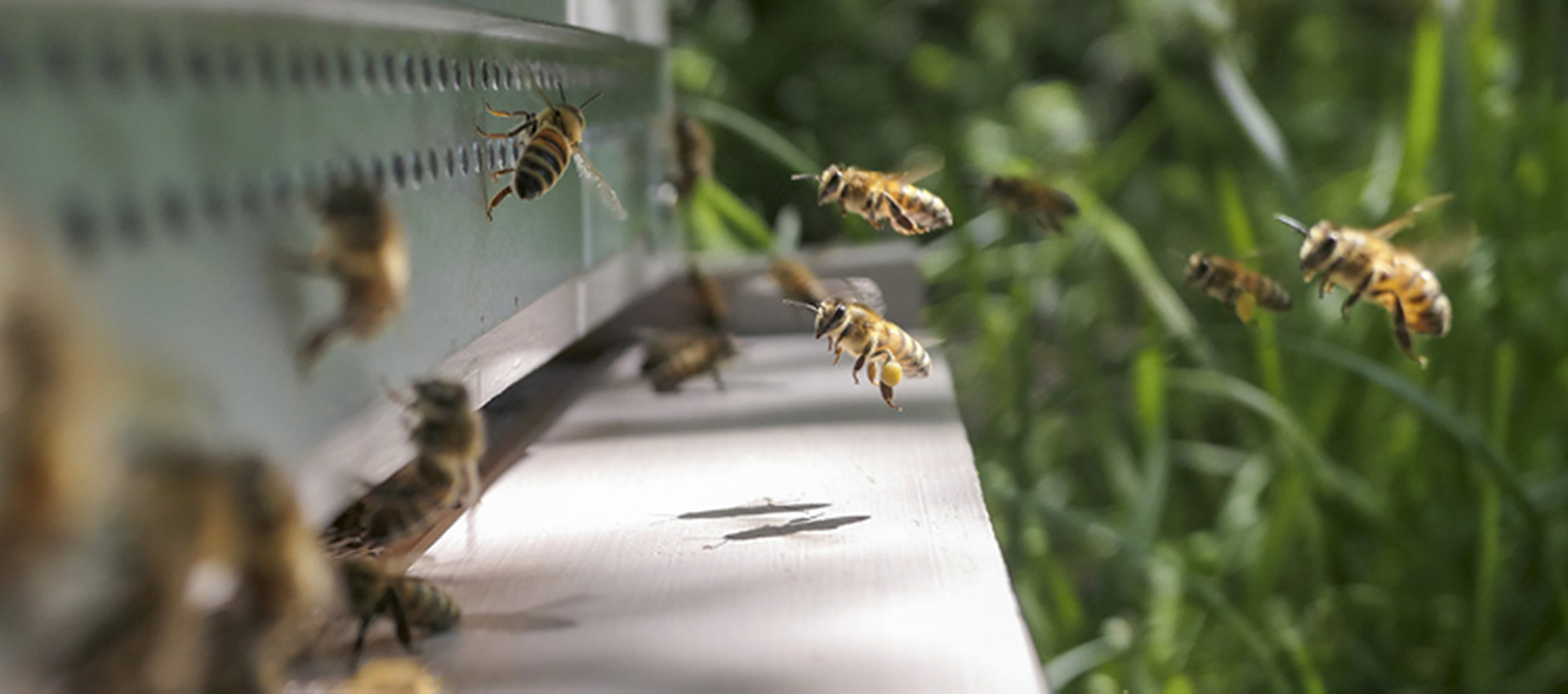 Cosack-Druck-Fleissige-Bienen